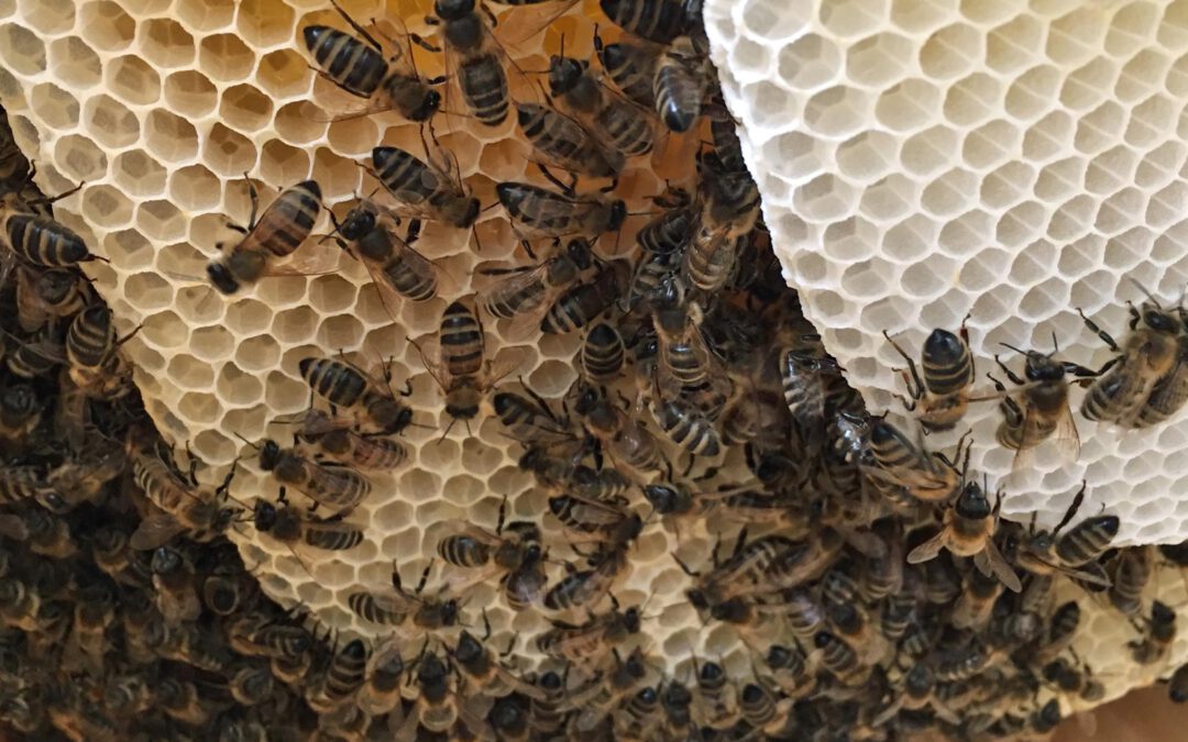 Wesensgemäße oder artgerechte Bienenhaltung – was ist das?