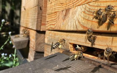 Bienenpflege im Jahresablauf – Einleitung