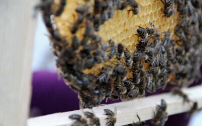 Eingriffe in das Bienenvolk
